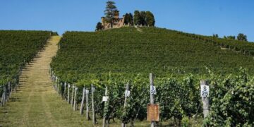 La collezione ampelografica di Grinzane Cavour