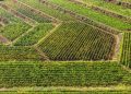 Tutti gli uomini del Carricante