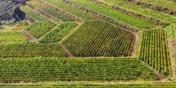 Tutti gli uomini del Carricante