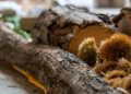 Nasce il Presidio Slow Food per la castanicoltura tradizionale