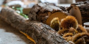 Nasce il Presidio Slow Food per la castanicoltura tradizionale